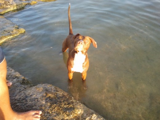 Rocco en su primera visita a la playa (6meses)